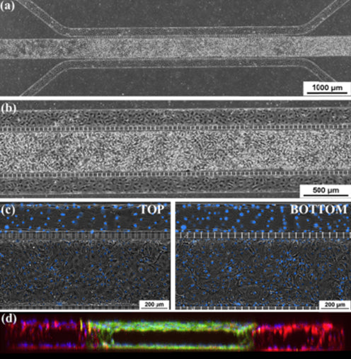 Epi- and endothelial co-culture on SynALI chip