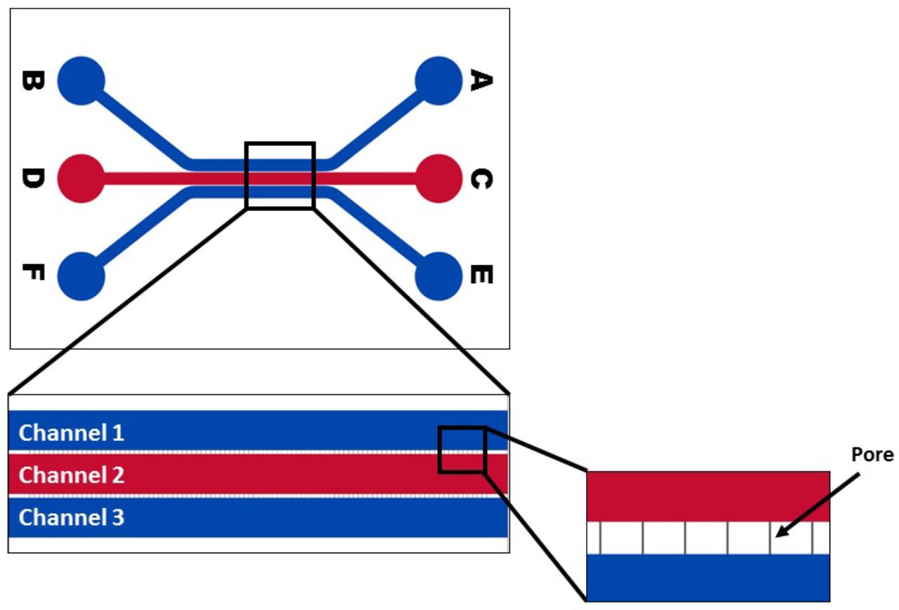 Organ-on-a-Chip - Air Liquid Interface Lung Model_darwin microfluidics