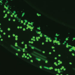 SynRAM rolling, adhesion and migration